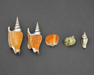 Il Mastro Argentiere Italian Silvered Shells, 5 (9842579505459)