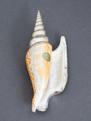 Il Mastro Argentiere Italian Silvered Shells, 5 (9842579505459)