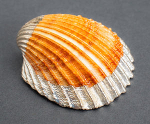 Il Mastro Argentiere Italian Silvered Shells, 5 (9842579505459)