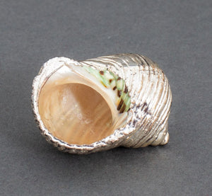 Il Mastro Argentiere Italian Silvered Shells, 5 (9842579505459)