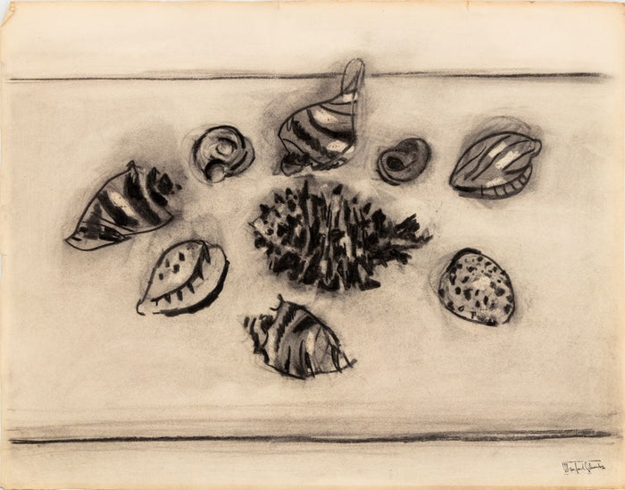 Manfred Schwartz Still Life of Seashells Charcoal