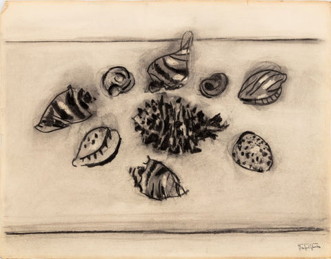 Manfred Schwartz Still Life of Seashells Charcoal