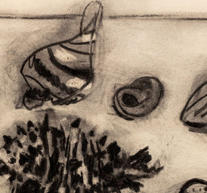 Manfred Schwartz Still Life of Seashells Charcoal (9759894044979)