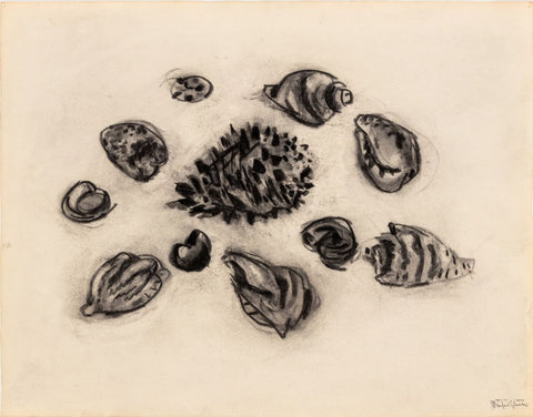 Manfred Schwartz Still Life of Seashells Charcoal