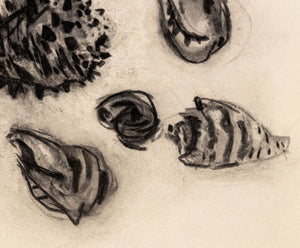 Manfred Schwartz Still Life of Seashells Charcoal (9759839945011)