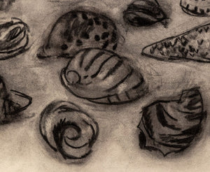 Manfred Schwartz Still Life of Seashells Charcoal (9759853445427)