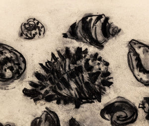 Manfred Schwartz Still Life of Seashells Charcoal (9768310767923)