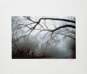 Anne Sager Forest in Fog Color Photograph Print (9773912195379)