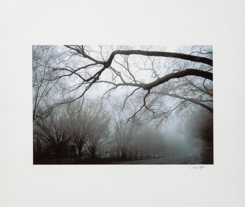Anne Sager Forest in Fog Color Photograph Print