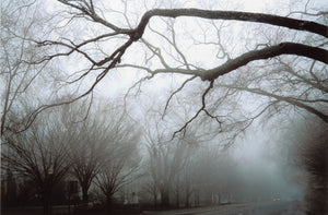 Anne Sager Forest in Fog Color Photograph Print (9773912195379)