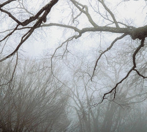 Anne Sager Forest in Fog Color Photograph Print (9773912195379)