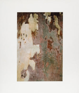 Anne Sager Tree Bark Composition Photograph (9773927301427)