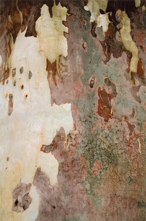 Anne Sager Tree Bark Composition Photograph (9773927301427)