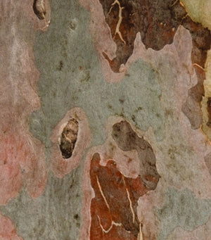 Anne Sager Tree Bark Composition Photograph (9773927301427)