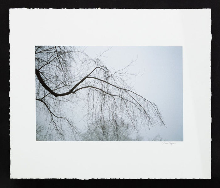 Anne Sager Forest in Fog Color Photograph Print