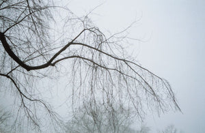 Anne Sager Forest in Fog Color Photograph Print (9792511803699)