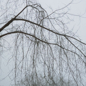Anne Sager Forest in Fog Color Photograph Print (9792511803699)