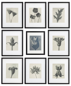 Karl Bossfeldt Urformen der Kunst Photogravures, 9