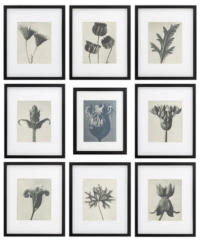 Karl Bossfeldt Urformen der Kunst Photogravures, 9
