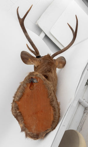 Javan Rusa Deer Trophy (9855965987123)