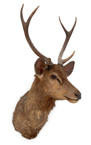 Javan Rusa Deer Trophy (9855965987123)