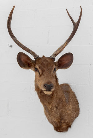 Javan Rusa Deer Trophy (9855965987123)