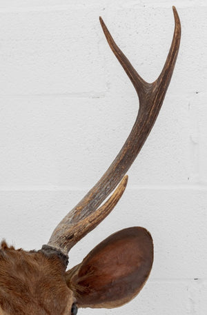 Javan Rusa Deer Trophy (9855965987123)