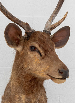 Javan Rusa Deer Trophy (9855965987123)