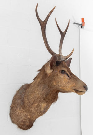 Javan Rusa Deer Trophy (9855965987123)