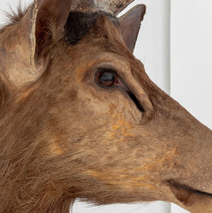 Javan Rusa Deer Trophy (9855965987123)