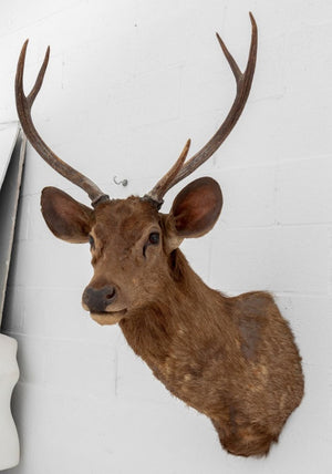 Javan Rusa Deer Trophy (9855965987123)