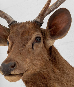 Javan Rusa Deer Trophy (9855965987123)