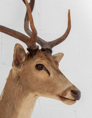 White-Tailed Deer Trophy (9855967199539)