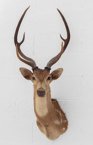 White-Tailed Deer Trophy (9855967199539)
