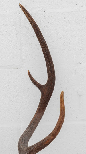 White-Tailed Deer Trophy (9855967199539)