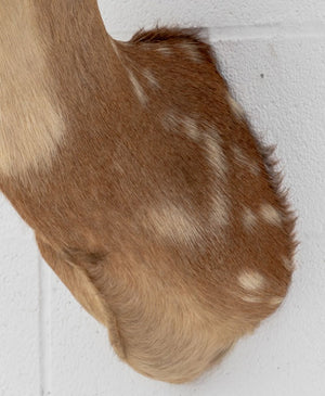 White-Tailed Deer Trophy (9855967199539)