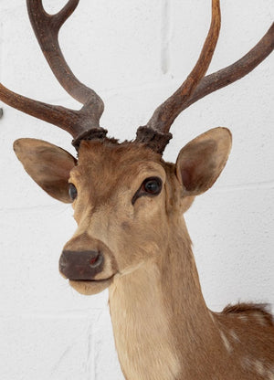 White-Tailed Deer Trophy (9855967199539)