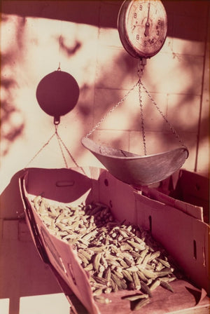 William Eggleston Okra Scale Dye Transfer Print (9755220738355)