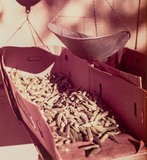 William Eggleston Okra Scale Dye Transfer Print (9755220738355)