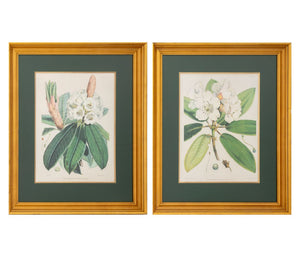 Walter Hood Fitch Botanical Offset Lithographs, 2