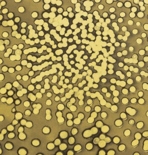 Ross Bleckner "Selection Sequence" Etching (9735734133043)