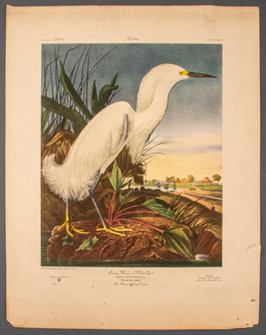 After James Audubon "Snowy Heron" Print (8937404367155)