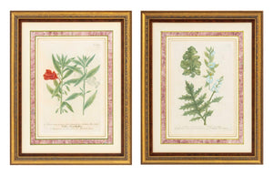Johann Wilhelm Weinmann Botanical Engravings, Pair