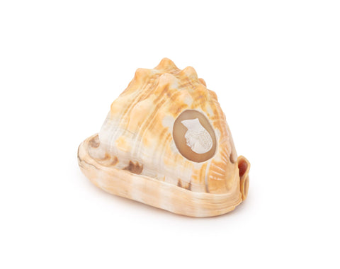 Victorian Cameo Carved Conch Shell, 19th C.