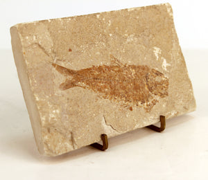 Fossilized Fish on Display Stand (6719821283485)