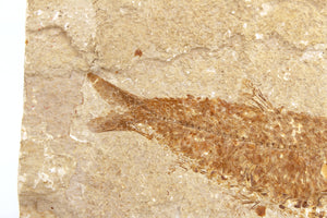 Fossilized Fish on Display Stand (6719821283485)