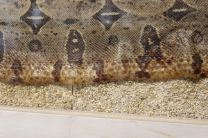 Modern Framed Snakeskin Shadowbox Detail (6719906185373)