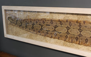 Modern Framed Snakeskin Shadowbox Detail (6719906185373)